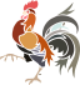 Coq